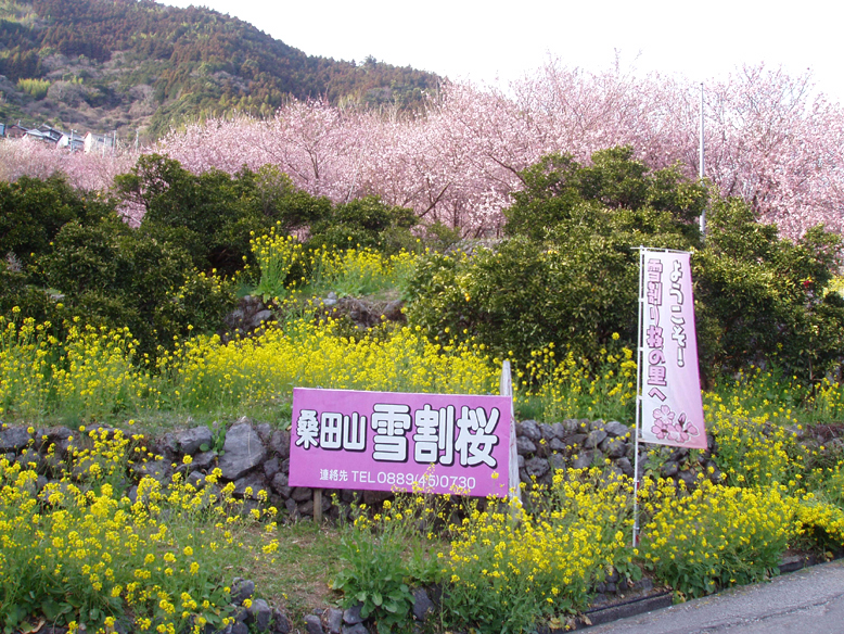 桜 雪 割り 【須崎市の絶景】桑田山の雪割桜がスゴイ3つのポイント！【見頃や駐車場も】
